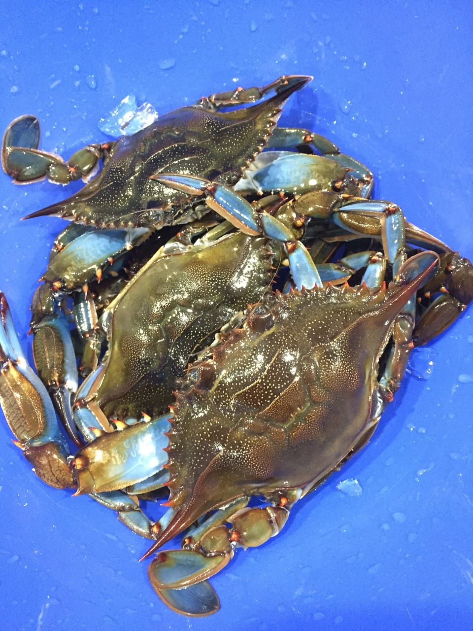 Blue crabs caught in canal