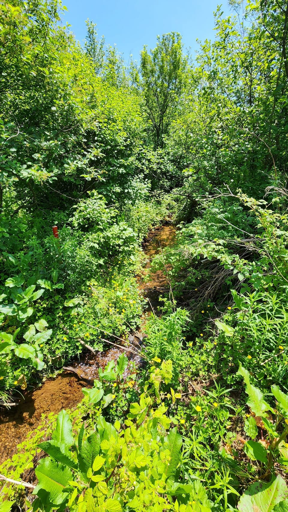 Our  Spring  Brook