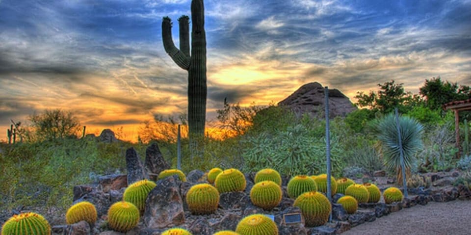 Unwind at sunset among sculptural cacti and desert tranquility.
