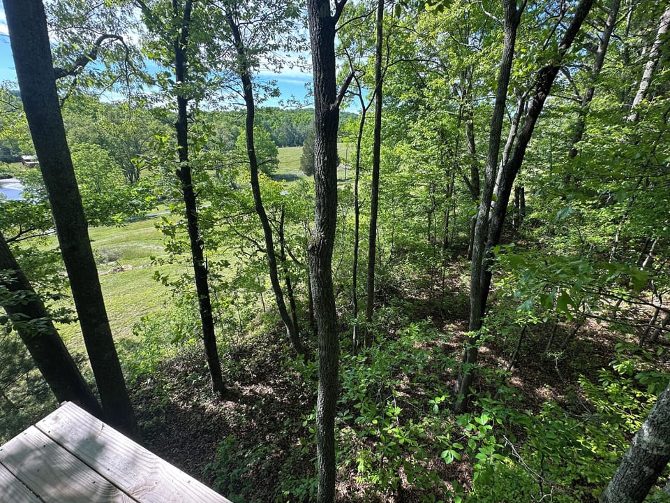 Experience the healing beauty of the forest