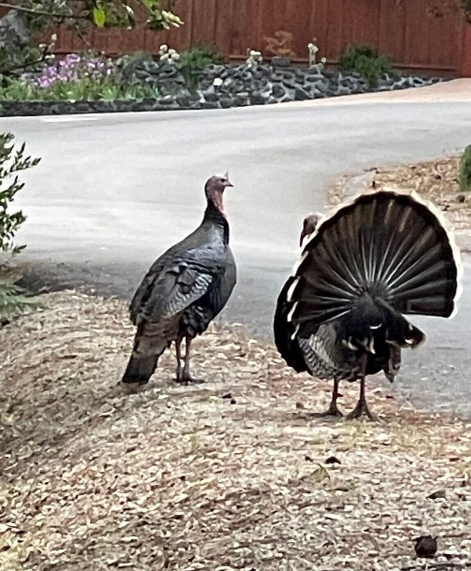 Local Turkeys