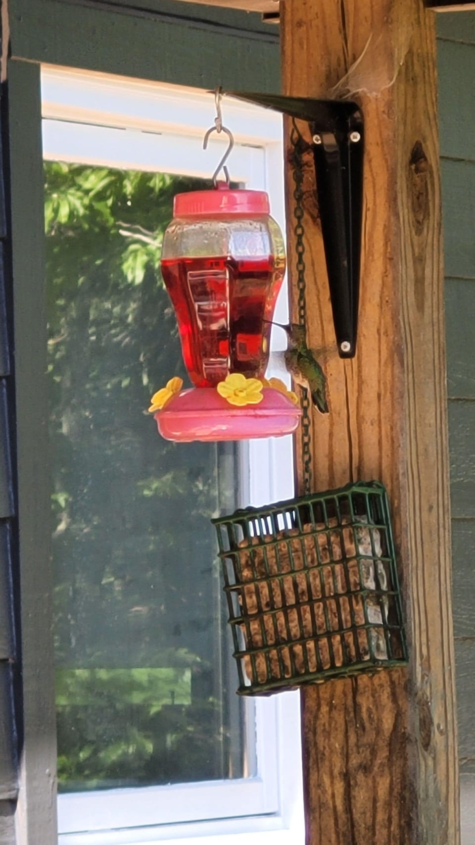 I just filled the hummingbird feeder and they are loving it.