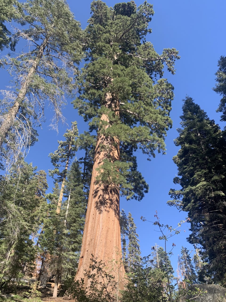 The Trail of 100 Giants - 25 minutes away