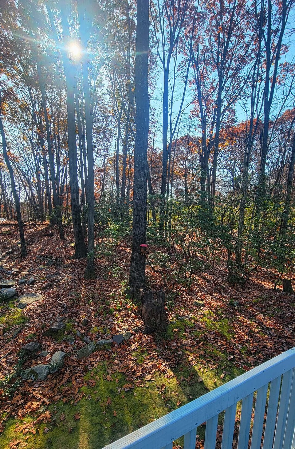 View from property