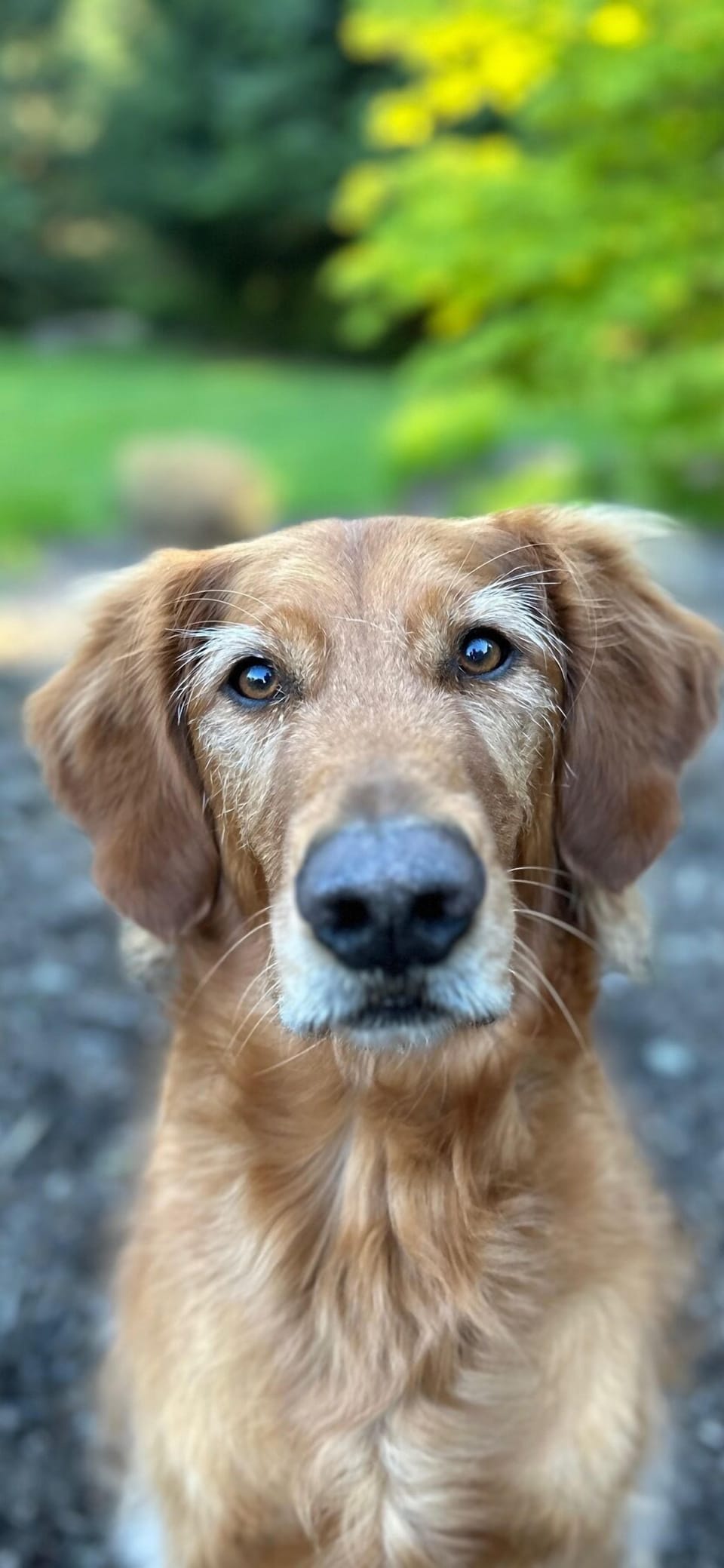 Danny Boy, our sweet 9 year old Goldie. 
