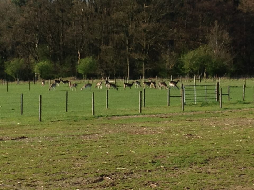 One of the many Fallow herds that regularly graze on our fields.