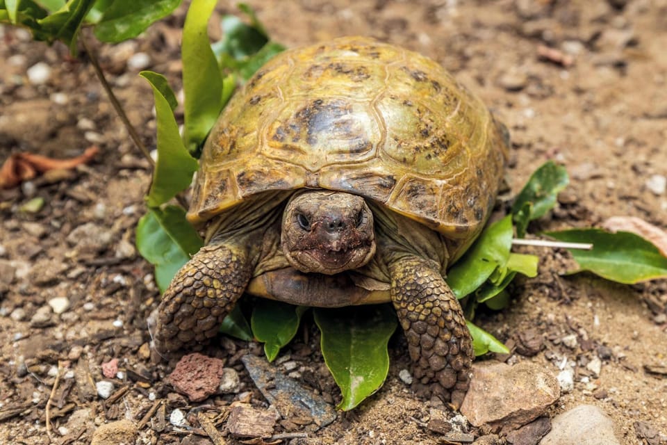 Keep an eye out for Lucky the tortoise! He roams around in the courtyard of the property :)