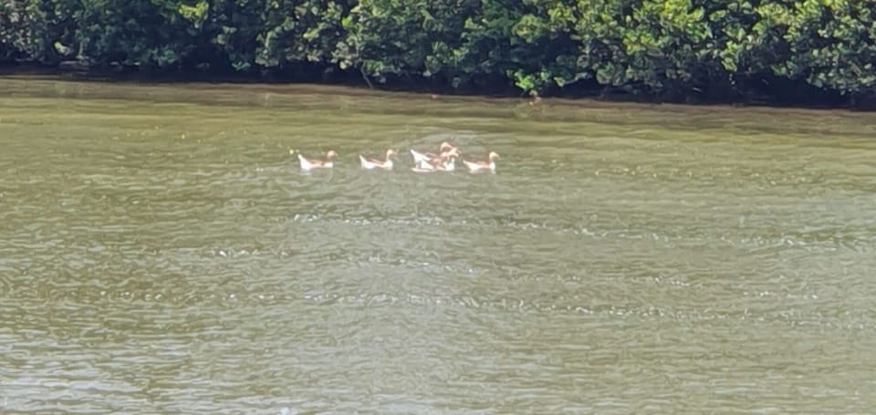The local geese doing their rounds