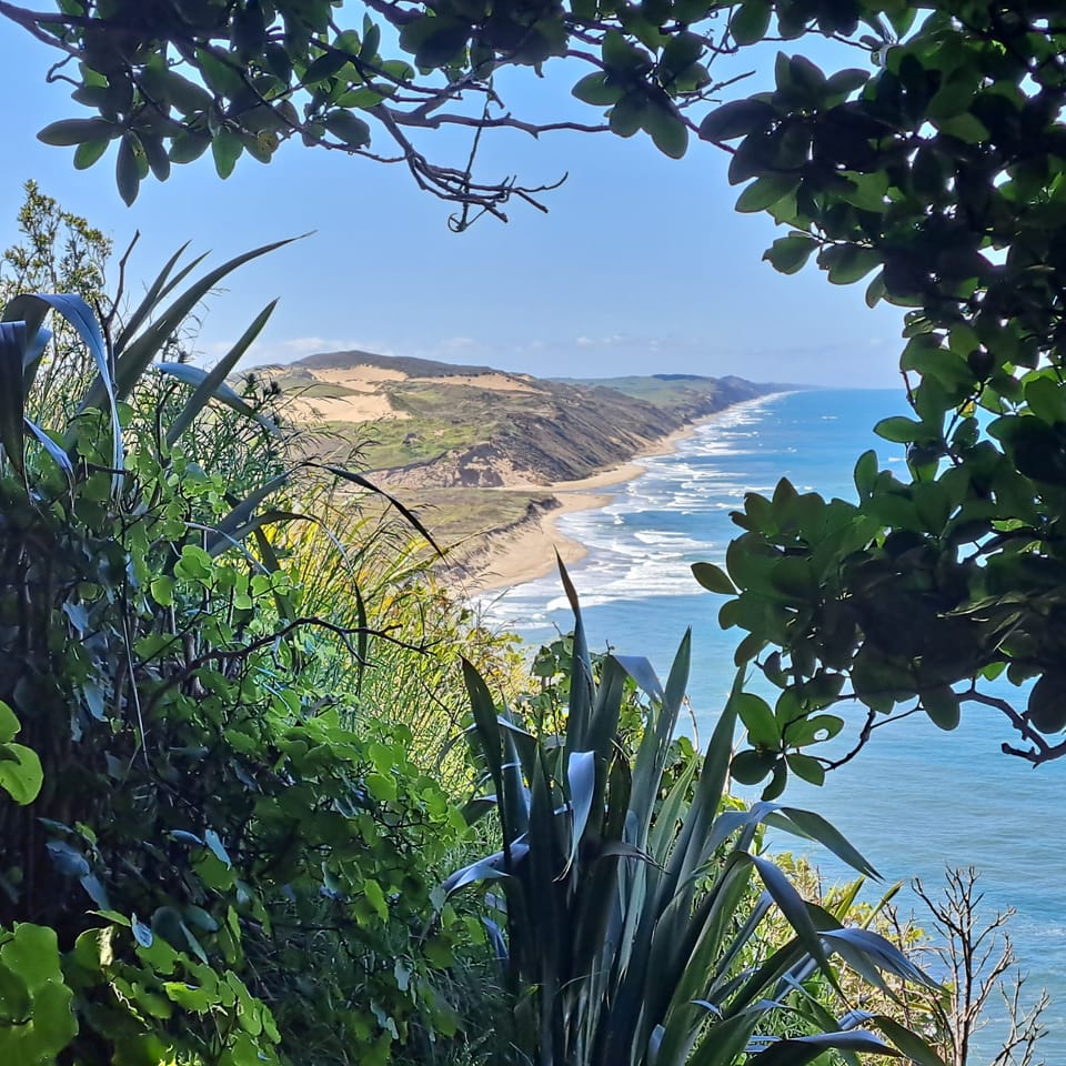 Maunganui Bluff track walk