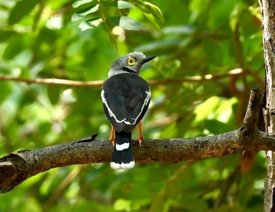 Birds in our garden