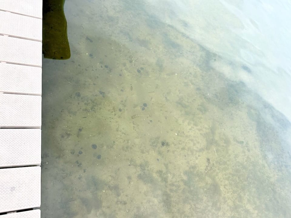 water clarity in June 2025 from the dock
