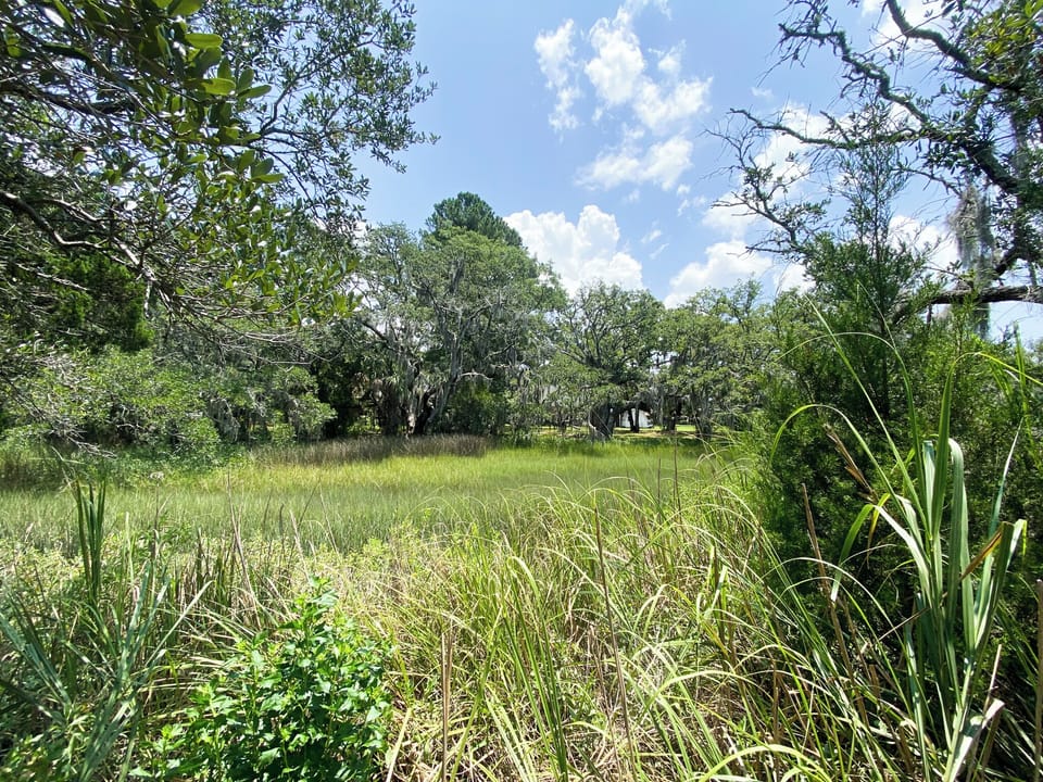 Backyard marsh views!