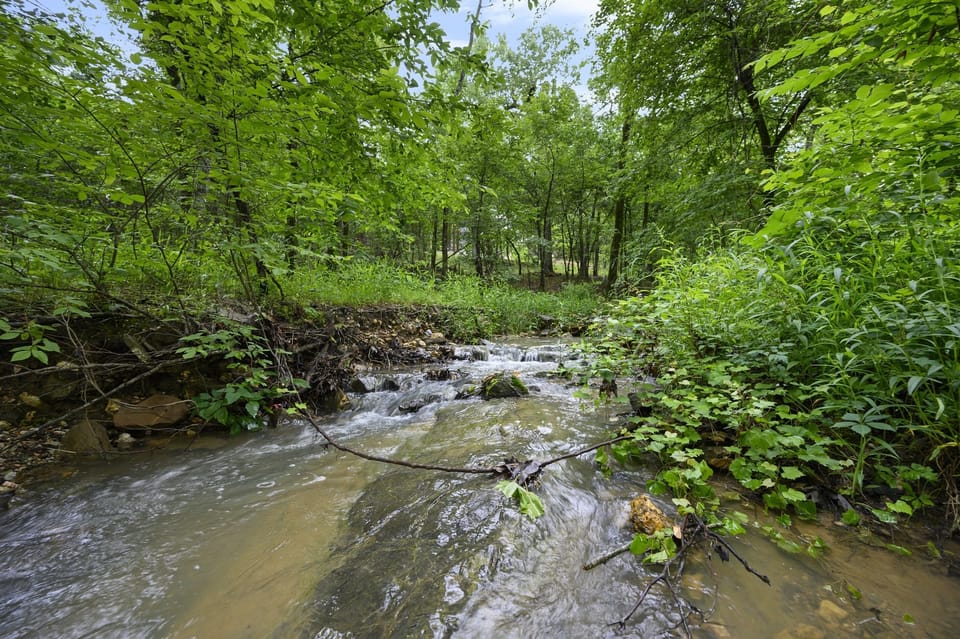 Nature Retreat: Experience serene moments by the glistening seasonal creek amidst lush greenery!