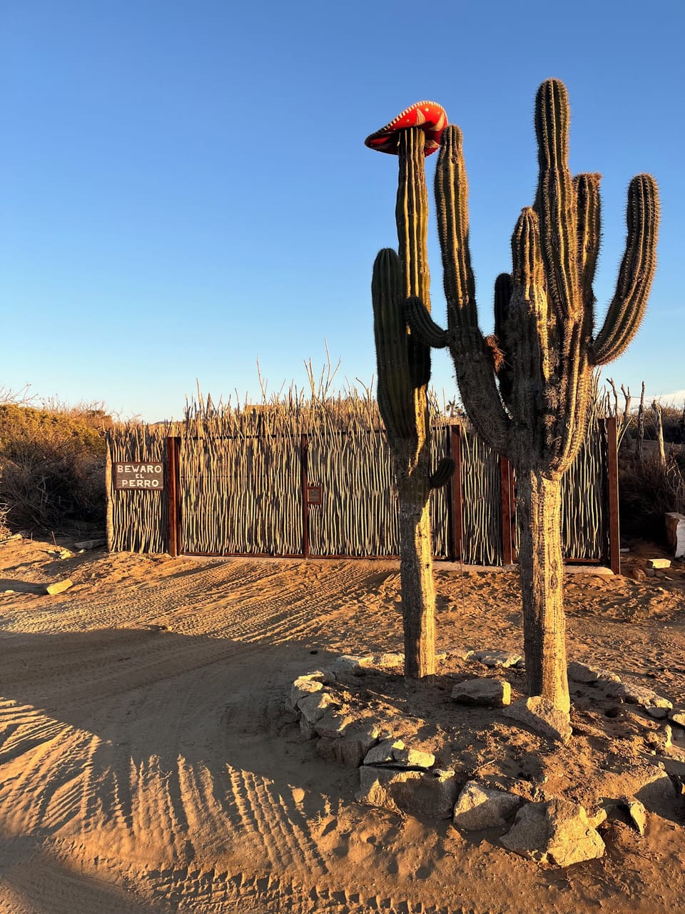 landmark for driveway. hat on cactus