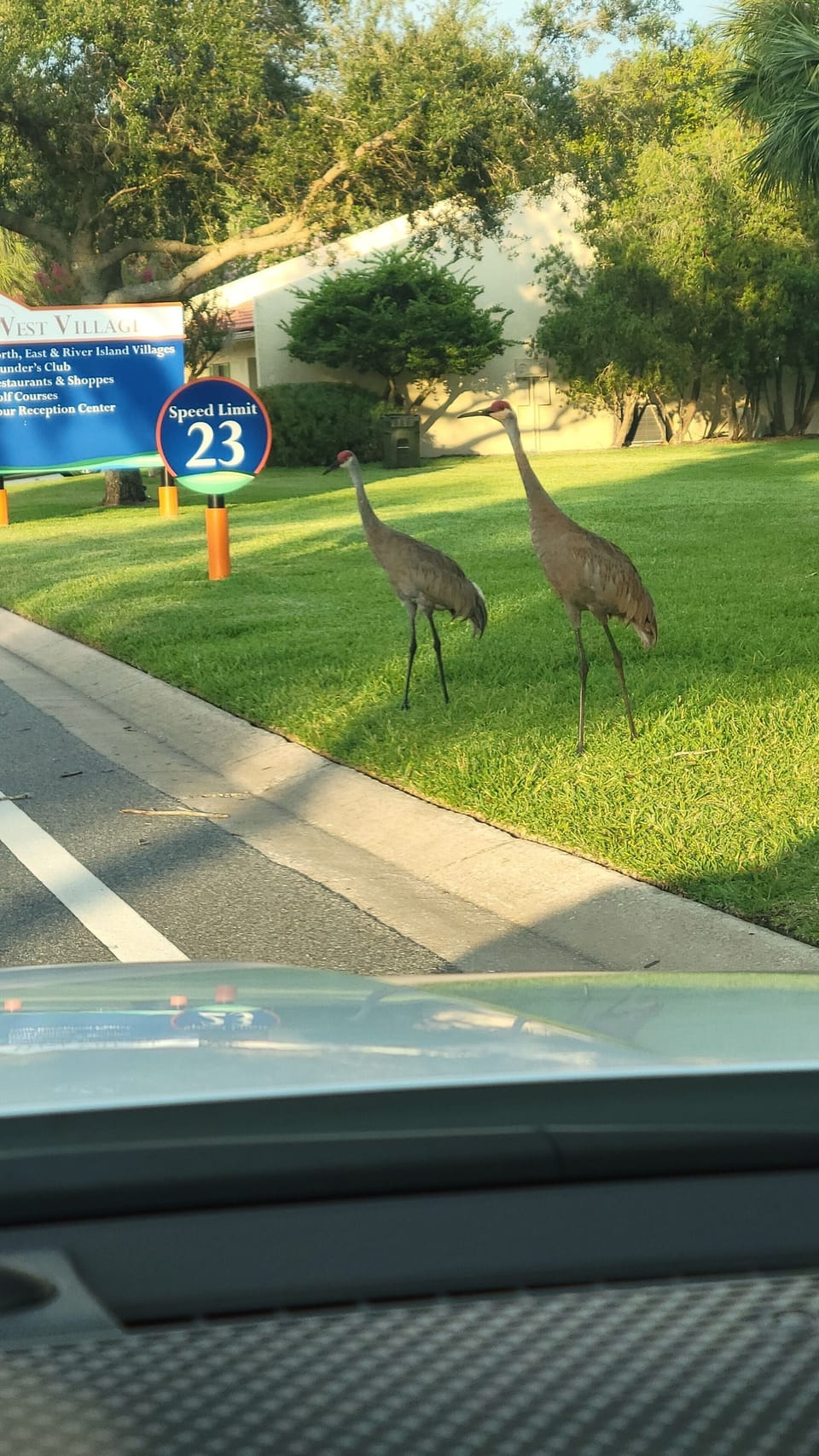 Wildlife at the resort