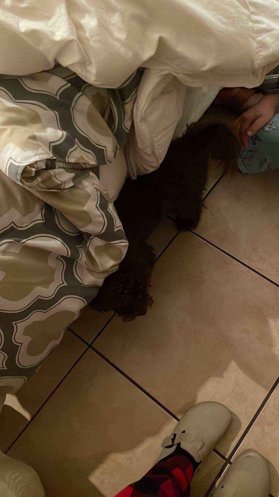 Pet-friendly