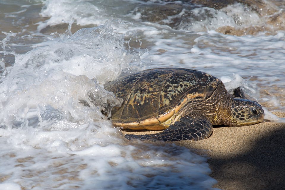 Honu frequent the beach