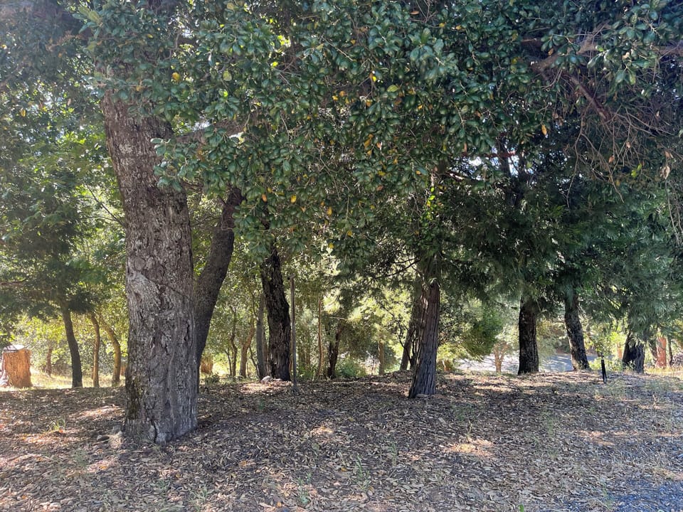 Surrounding woods belonging to the property 