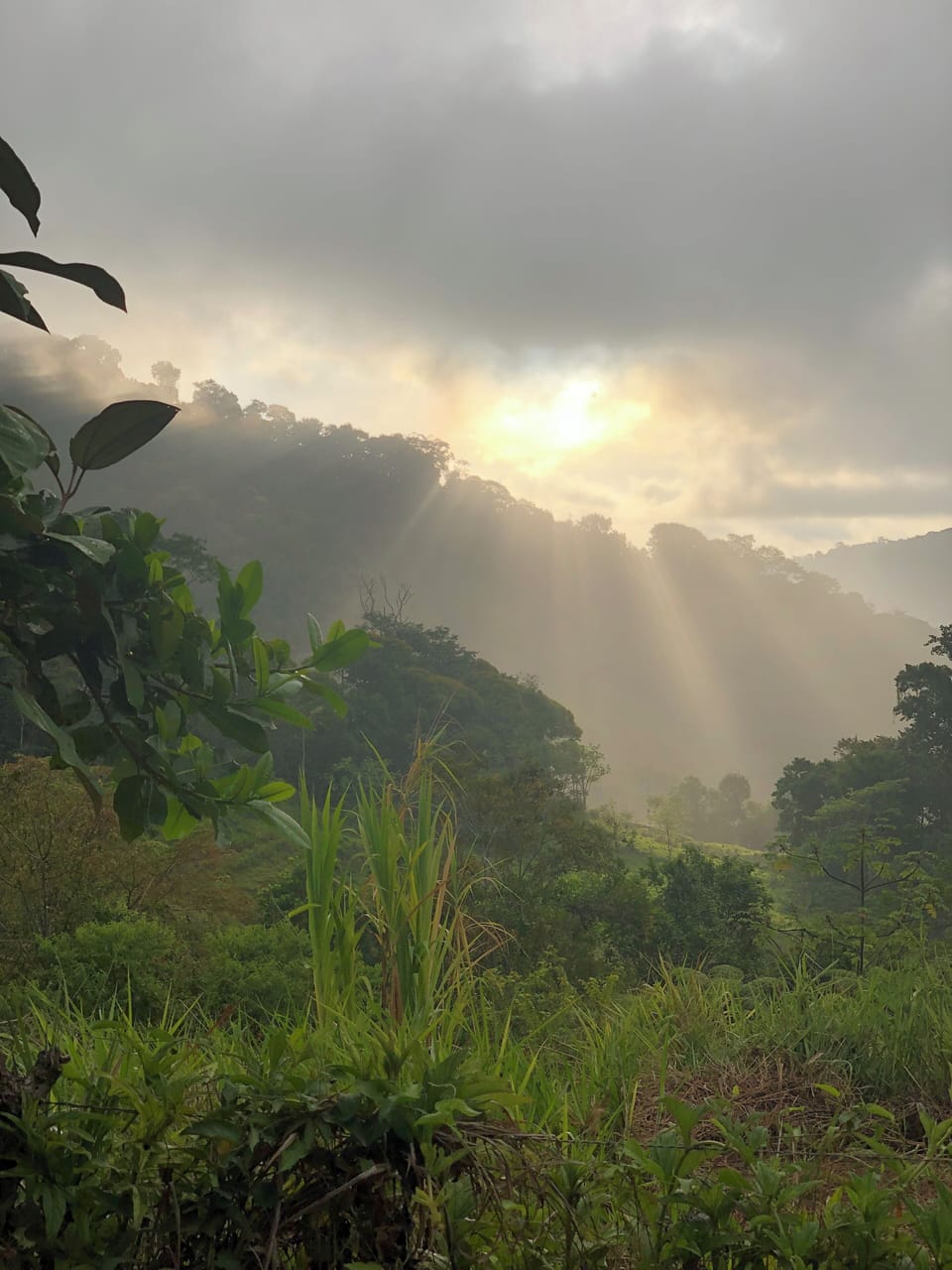 Sunrise in the jungle from our kitchen