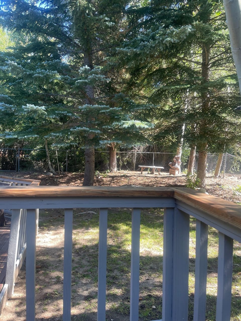 Mature Pine Trees