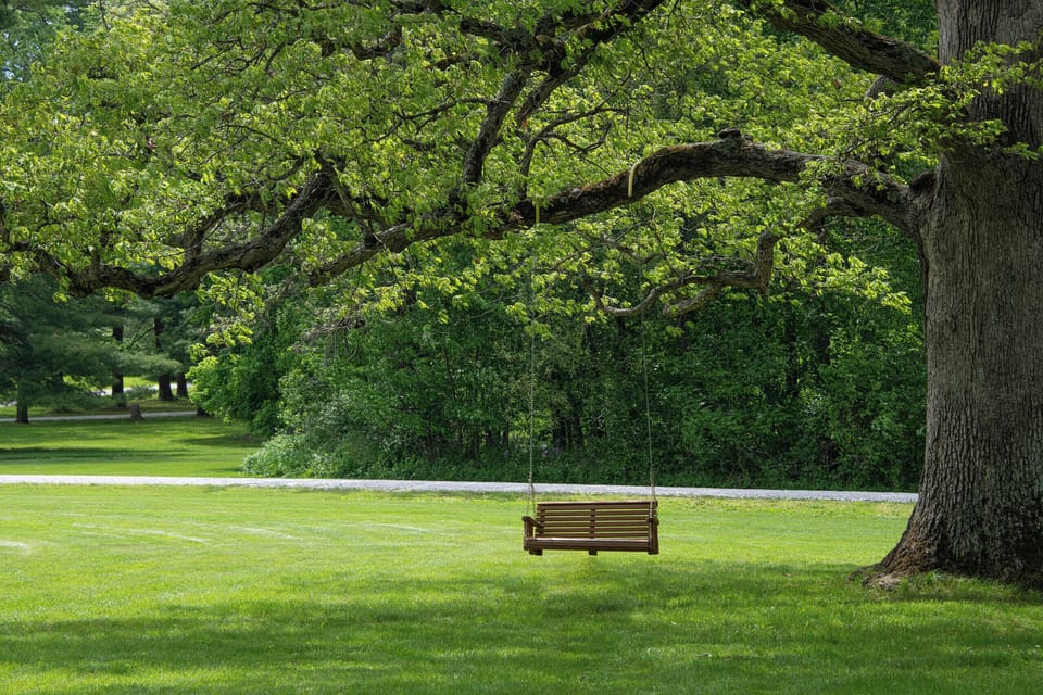 Bench swing in oak tree outside office area.