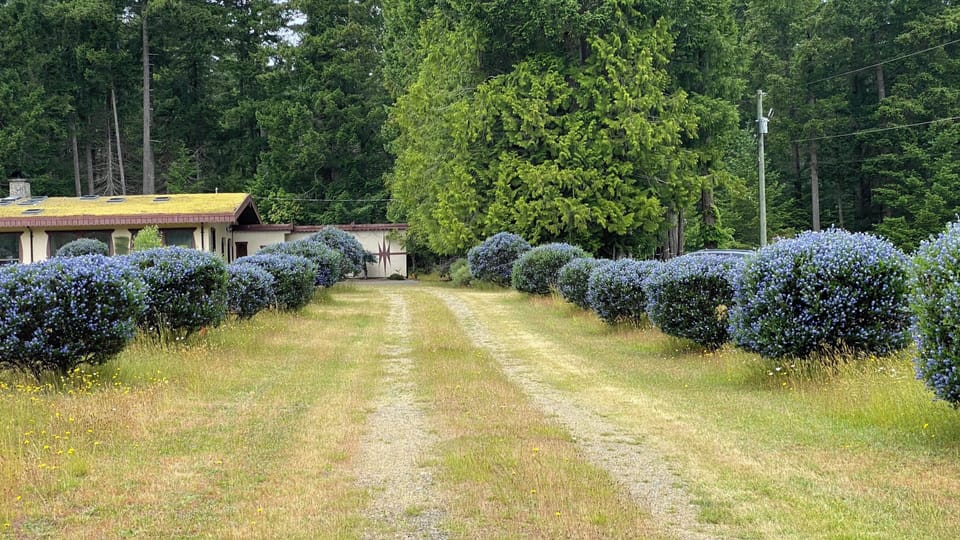 The fragrant blooming California lilacs along the driveway may usher you in
