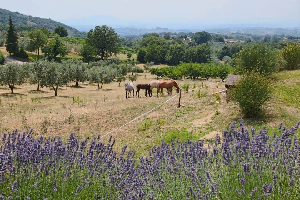 Immediate Surroundings [summer] (<1 km)