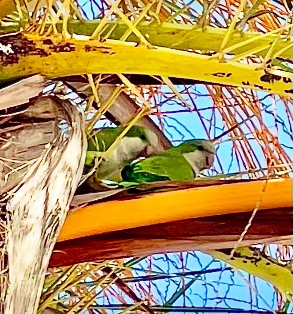 The cute little Quaker Parrots can be found hanging out in the palms at the  yacht club beach area.