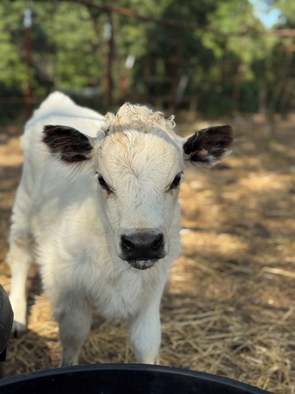 Mini cow, Casper