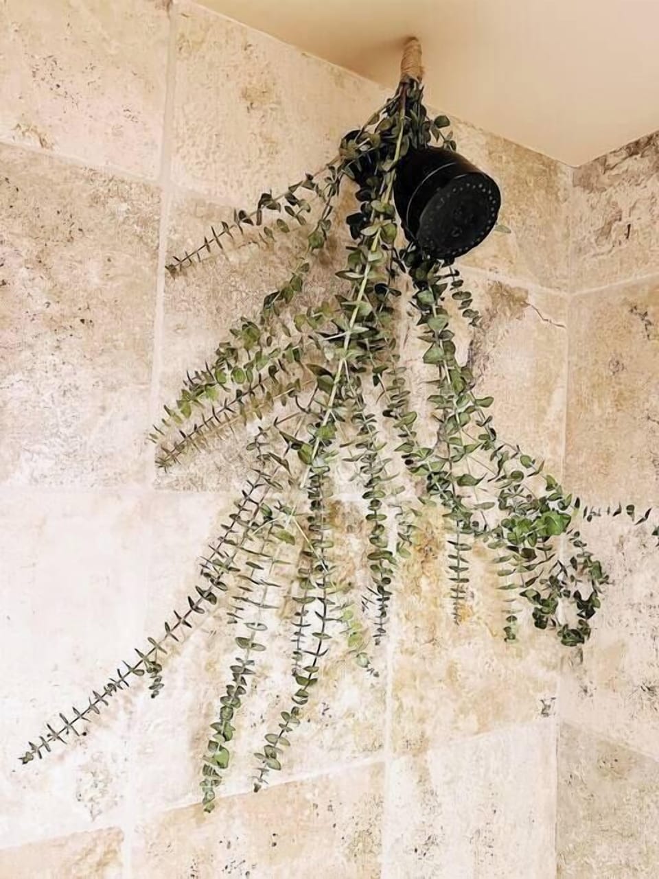 Eucalyptus adorns the shower head