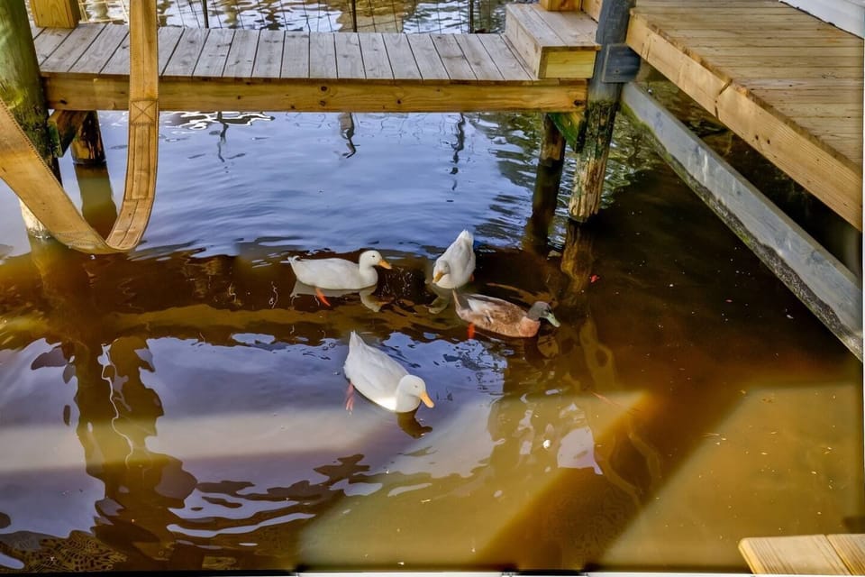 Community ducks in the water. But don't tell them, they think they live here.