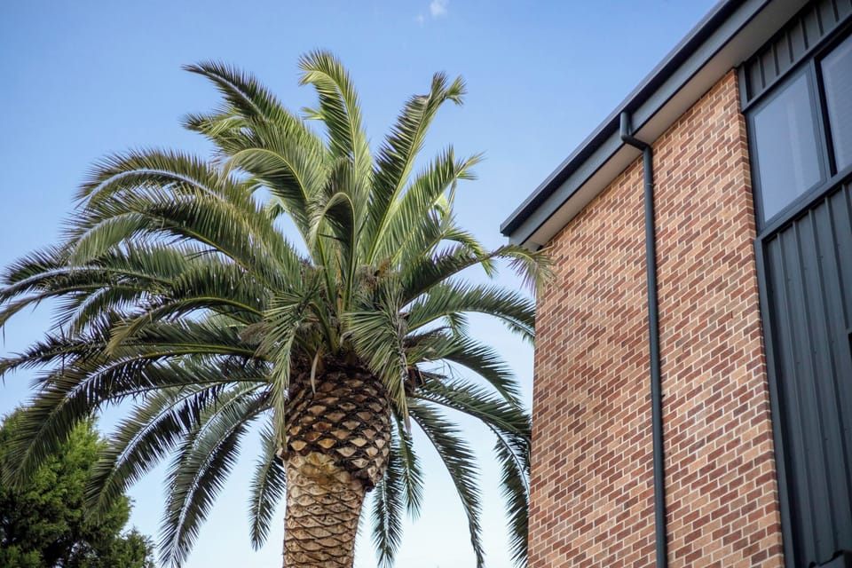 Palm trees brightening up the backyard