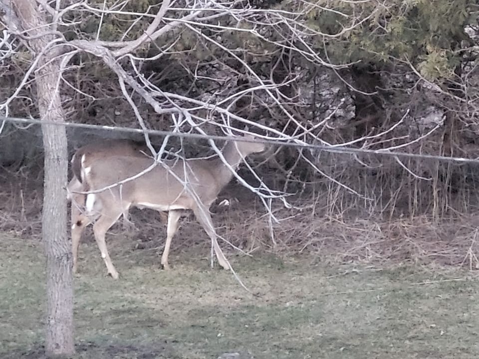 Wildlife