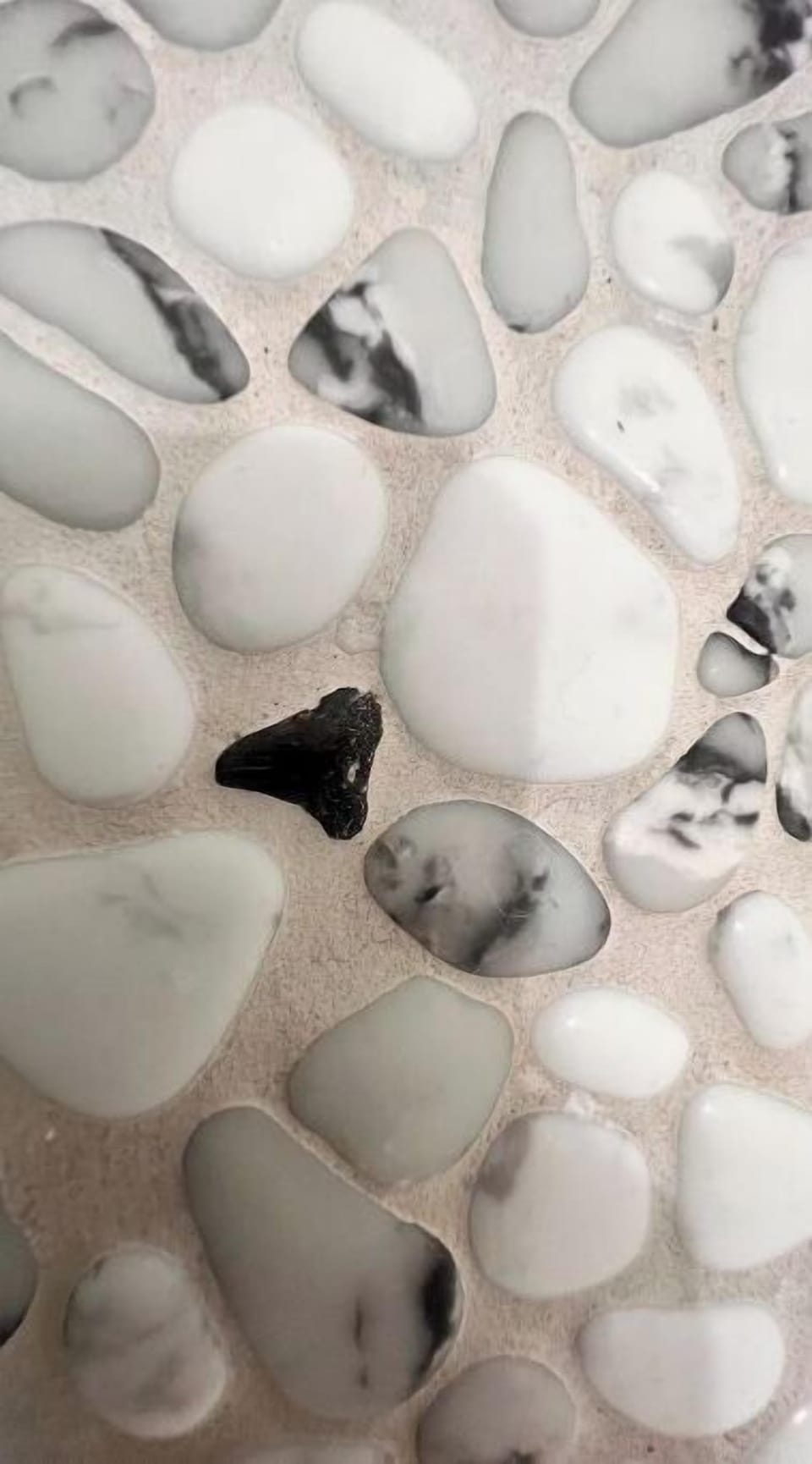 shark teeth in shower floor!