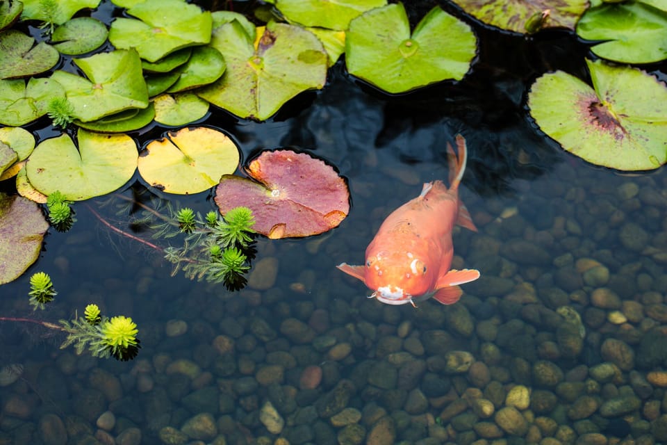 koi