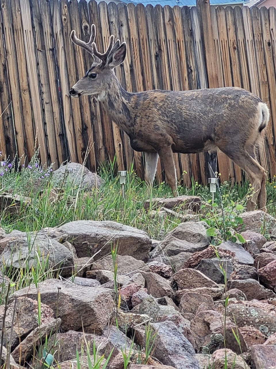 wild life always near