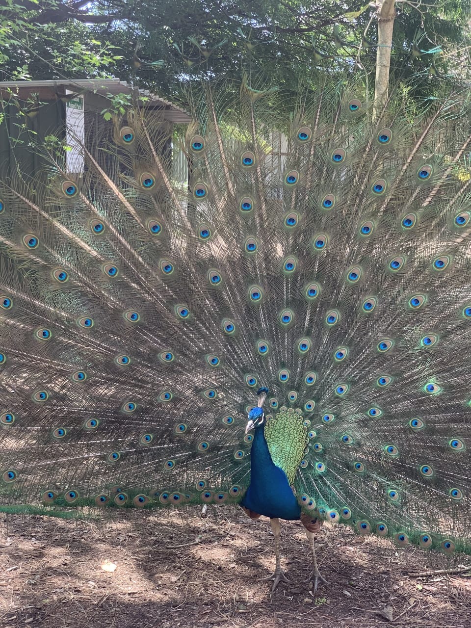 Birdland Animal Park