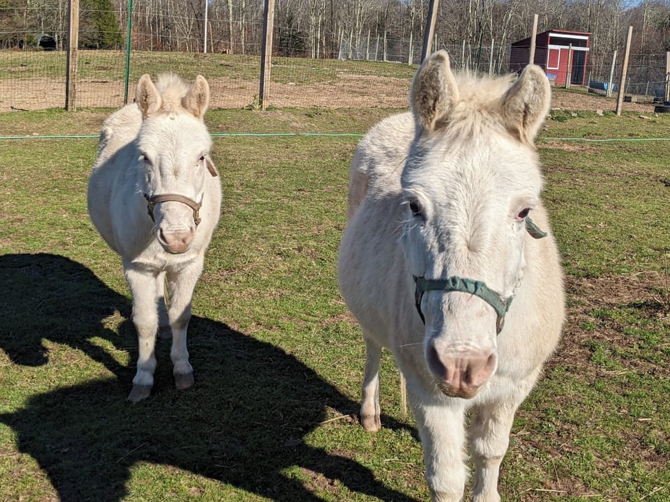 Rescued mini mules Norman and Nora