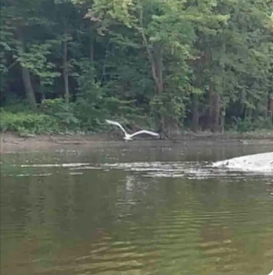 Pic taken by a wonderful guest while kayaking. 