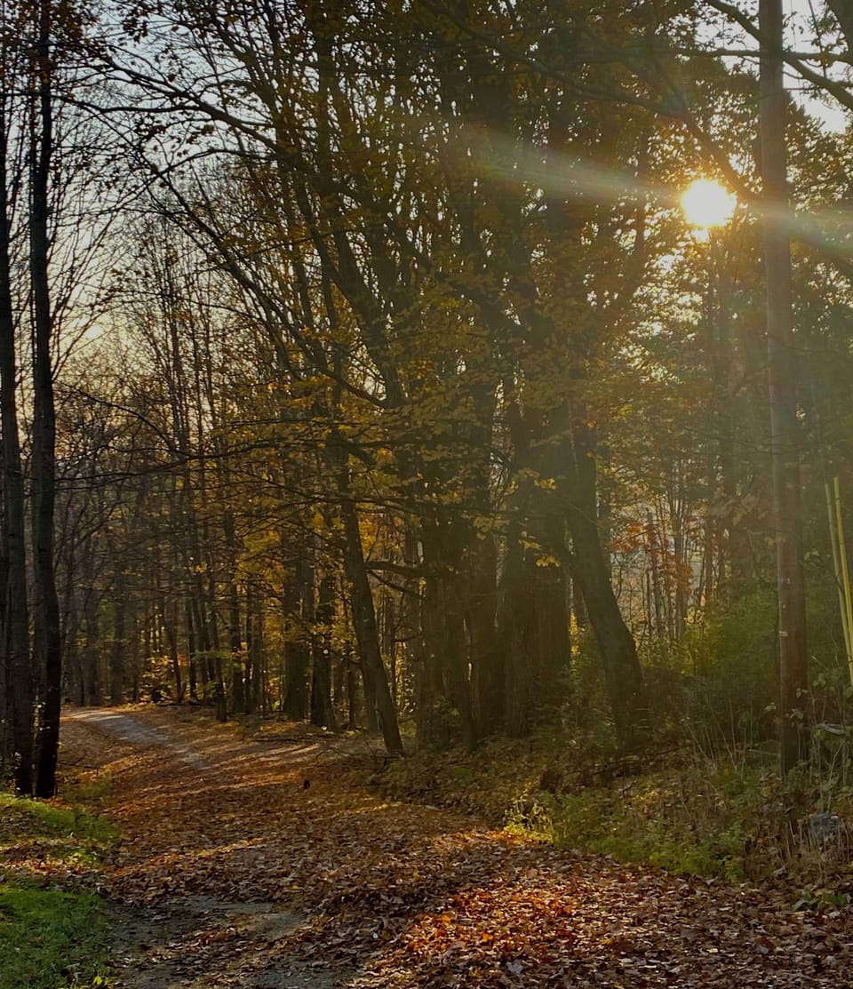 Our road, in the fall (2022)