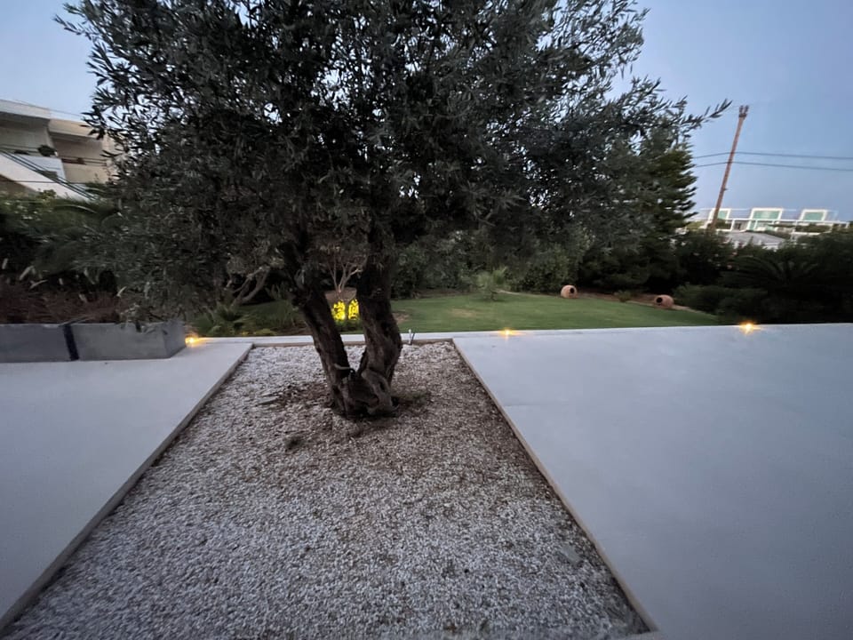 One of our olive trees