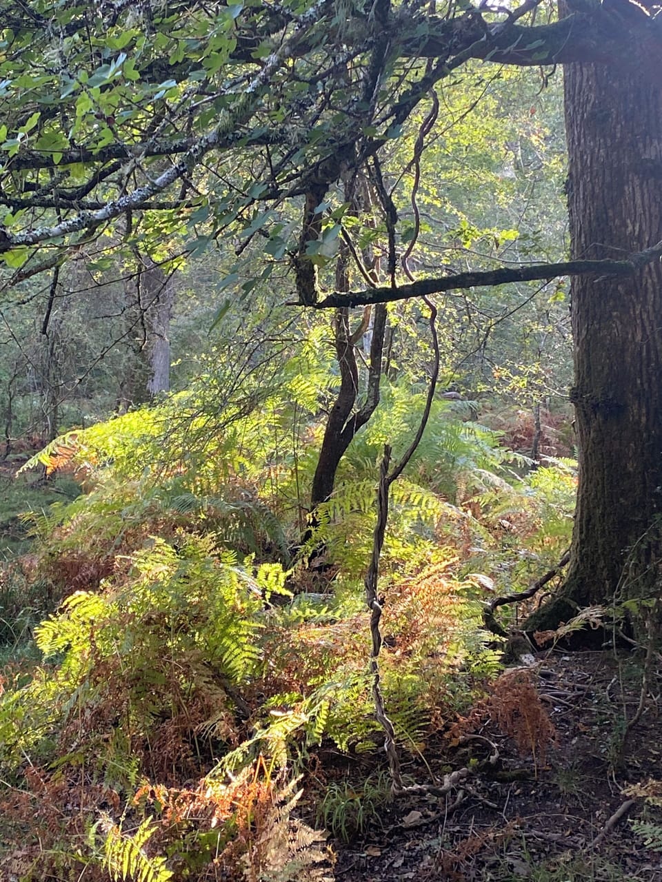 The New Forest near Brockenhurst in the autumn