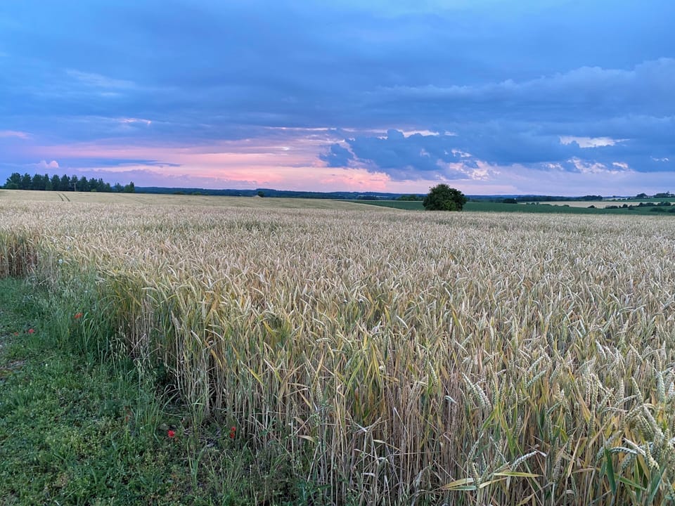 Sunset view across neighbouring wheat field