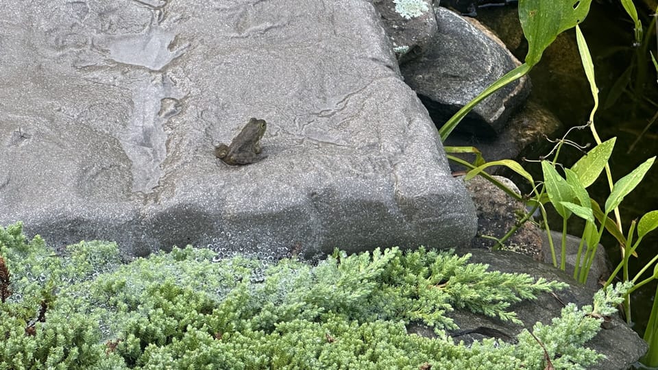 Koi Pond Resident