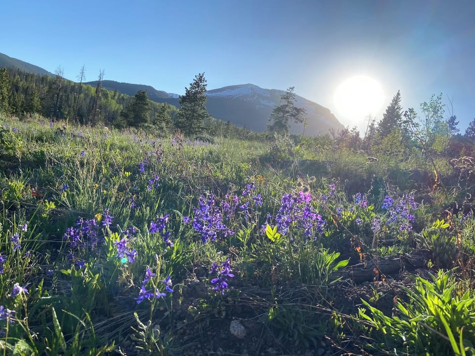 Wildflowers in the National Forest that borders the back of the property.