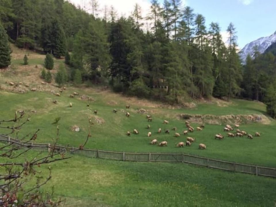 View southeast - ibex