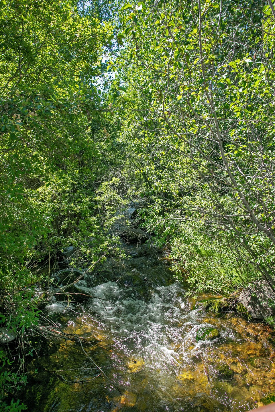 Beaver Creek