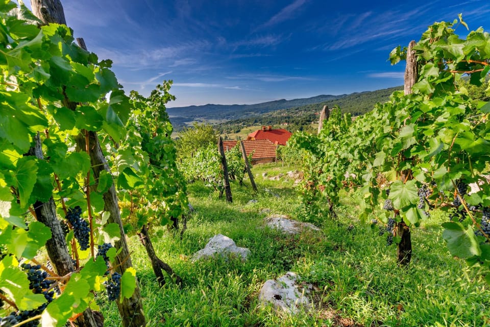 Vineyards near Crnomelj