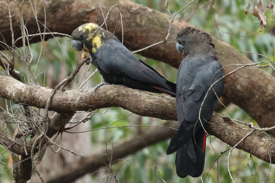 Red tailed black cockatoos