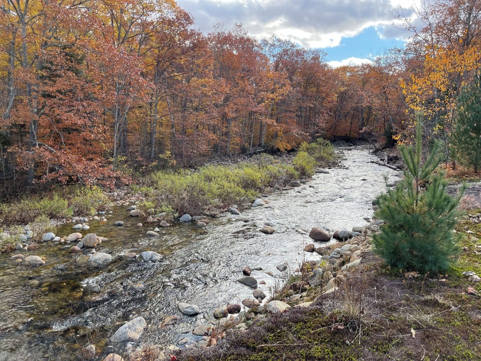 Wildcat River borders the East side of the property.